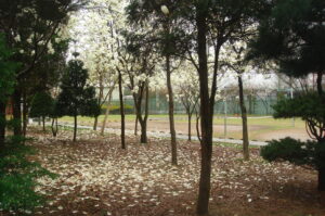 1954244682_WhdI23LJ_DSC04234